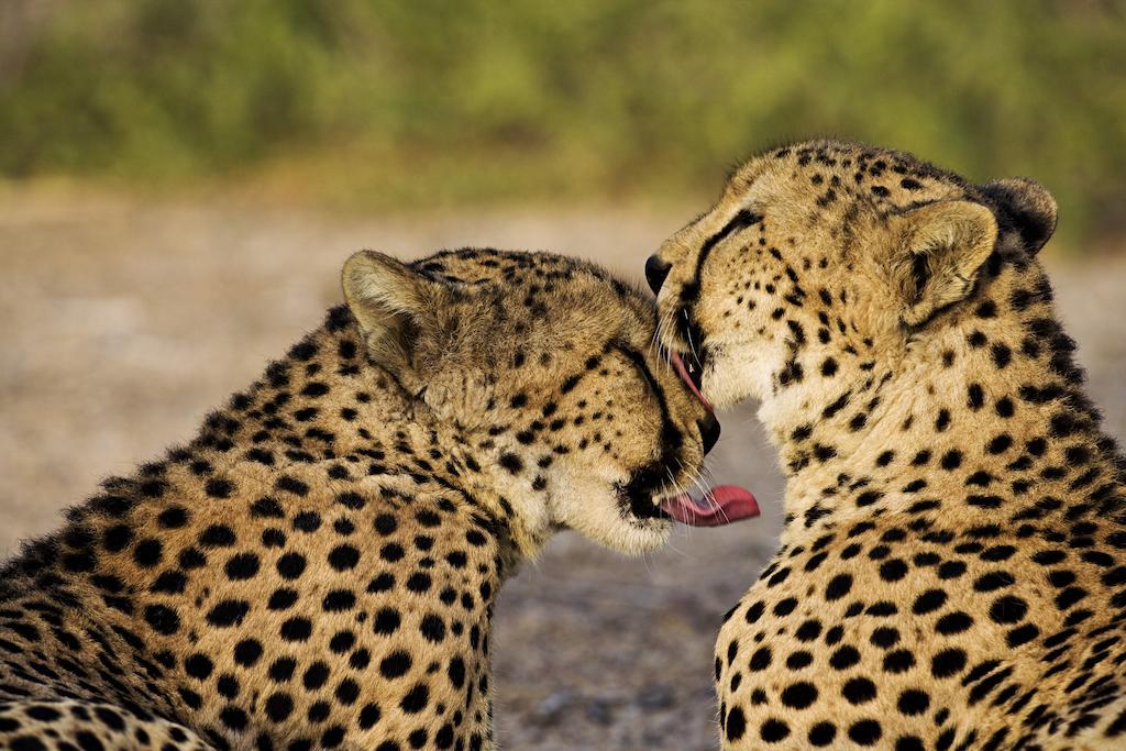 Anantara Sir Bani Yas Island Al Sahel Villas Zahr Екстер'єр фото