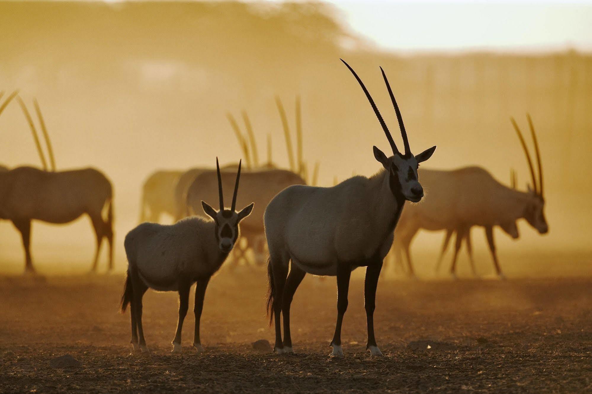 Anantara Sir Bani Yas Island Al Sahel Villas Zahr Екстер'єр фото