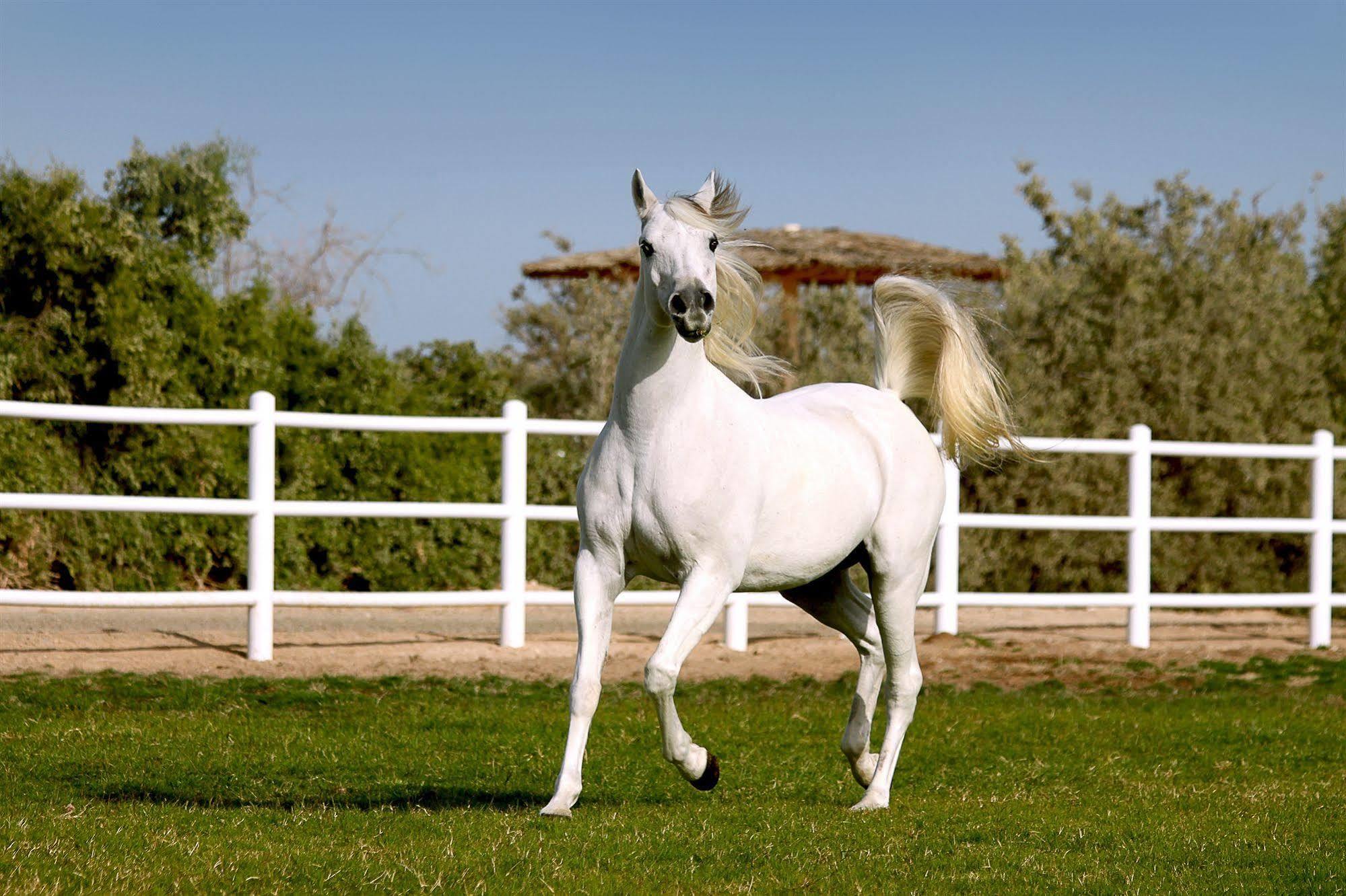 Anantara Sir Bani Yas Island Al Sahel Villas Zahr Екстер'єр фото