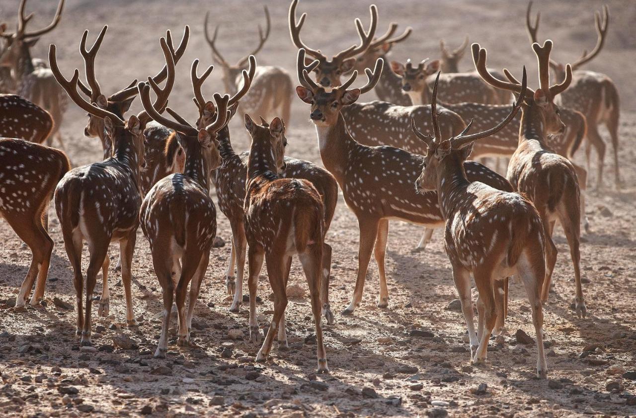 Anantara Sir Bani Yas Island Al Sahel Villas Zahr Екстер'єр фото