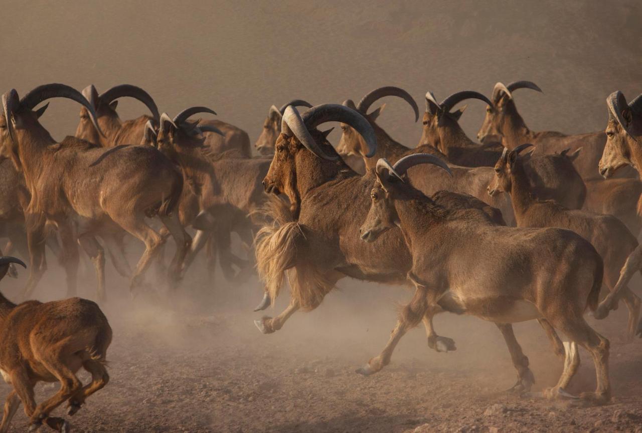 Anantara Sir Bani Yas Island Al Sahel Villas Zahr Екстер'єр фото
